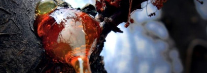 Скромный двоюродный брат «Dune» CD или аромат  "Sleza Yurate" (EDP) от Пьера Бурдона. Faberlic