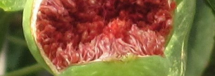 Фрукт Фруктович или парфюм "Pulp" от  Byredo Parfums или об по всем по чуть-чуть