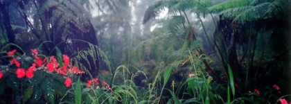 Аромат Versace Pour Femme  от Versace