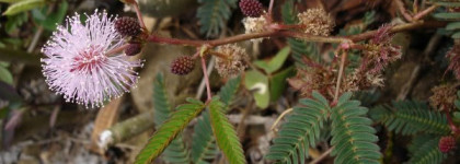 Мой осенний роман с Hermes Kelly Caleche