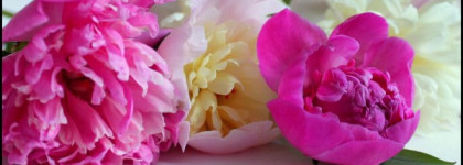 В цветах пиона