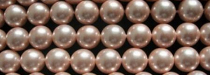 Жемчужная роза: Golden Rose Paris №19