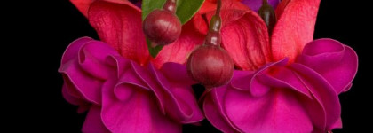 Яркая фуксия от Golden Rose