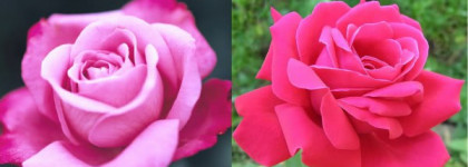 Розовые розы- блески для губ от Rimmel или Artdeco