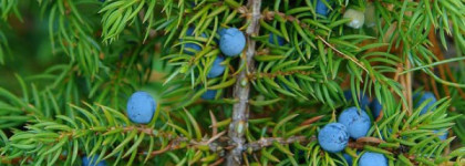 Eau du Soir Sisley аромат достойный королевы