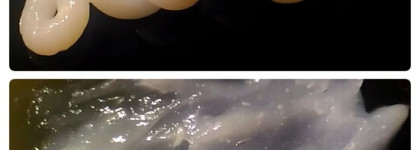 Шампунь и кондиционер Esthetic House CP-1 Bright Complex Intense Nourising