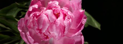 Blooming Bouquet Miss Dior Cherie от Christian Dior в моем парфюмерном гардеробе
