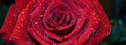 Serge Lutens La Fille De Berlin