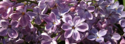 Моя любимая пыльная сирень от Danсe Legend