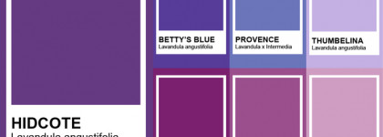 Этюд в лавандовых тонах с OPI, Essie и Yves Rocher