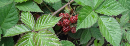 Ароматные ягоды-фрукты только для себя