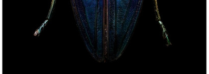 Тот еще жук Catrice Ultimate Nail Lacquer 55 Get The Blues