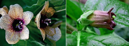 Зловещий Illamasqua Freak против потустороннего Lady Gaga Fame