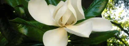 Отражение свежести - Cristalle Eau Verte Eau De Toilette Concentree Spray от Chanel