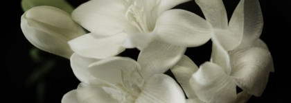 Отражение свежести - Cristalle Eau Verte Eau De Toilette Concentree Spray от Chanel