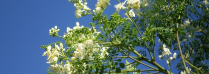 Масло масляное