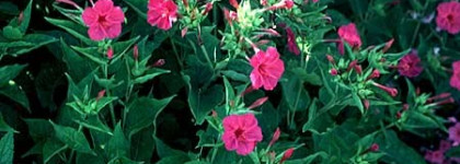 Сладкая жизнь