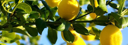 Giorgio Armani Acqua di Gioia Gift Set