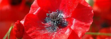 А не добавить ли ярких красок?