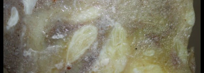 В погоне за мечтой, или как я поддалась желанию понюхать Lush. Часть 2