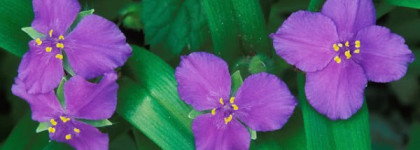 Лиловая пастель Dance Legend №379