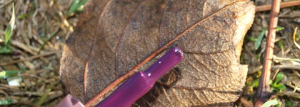 Любимый фиолетовый от Oriflame, The One Long Wear Nail Polish, 30532 Purple