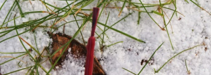 Самый любимый лак из лакодомика Orly Nail Lacquer, Quite Contrary Berry, 40648