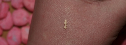 Lumene Beauty Base Eyeshadow Primer Arctic Cloudberry