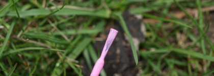 China Glaze, Texture, Nail Lacquer with Hardeners, Unrefined 81280 и Jessica, Custom Nail Colour, Pink Shockwaves 790