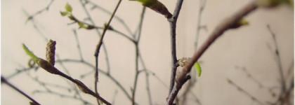 China Glaze Budding Romance