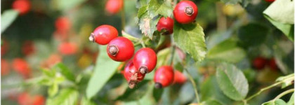 О маслах. Масло розы москеты и Масло сасанквы