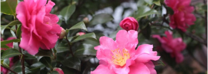 О маслах. Масло розы москеты и Масло сасанквы