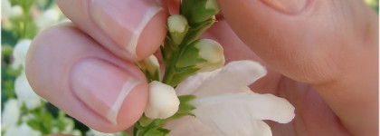 Eveline Cosmetics 8в1 Здоровые ногти. Формула восстановления