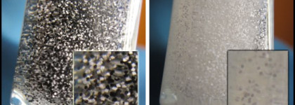 Мои первые горошки от Эль Коразон