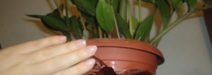 Лучшая одежка для моих пальчиков- лаки Sophin