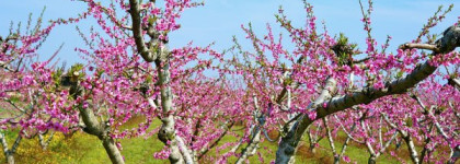 Huitieme Art - Vohina