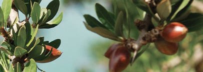 Macadamia Natural Oil Healing Oil Treatment – мое спасение измученных волос