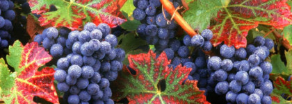 Cuir Venenum. Дело о ядах