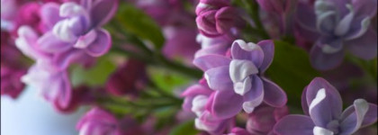 Orly  Bon Bon - это сирень расцвела?