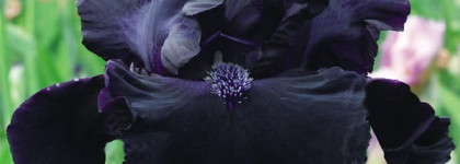 Черный Ирис Secrets d'Essences - Iris Noir от Yves Rocher