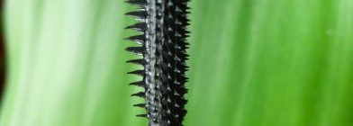 Wonder lash mascara от Oriflame beauty. #1 Black