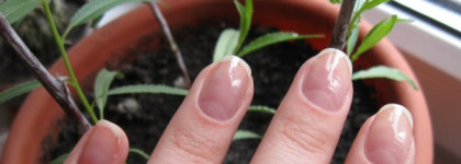 Мой удобный и незаменимый OPI Passion