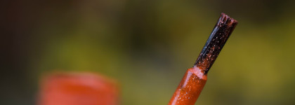 Picture Polish - Autumn