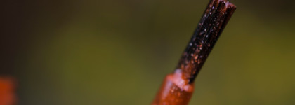 Picture Polish - Autumn