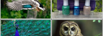 Orly Birds Of A Feather Gift Set #2