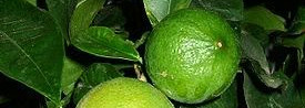 Традиционный одеколон в эксклюзивном исполнении от Chanel