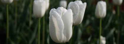 Byredo Parfums La Tulipe. Белые тюльпаны