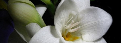 Byredo Parfums La Tulipe. Белые тюльпаны