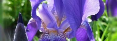 Вокруг ириса  - Orlane Autour de l’Iris