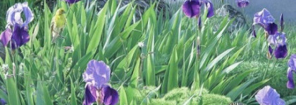 Вокруг ириса  - Orlane Autour de l’Iris